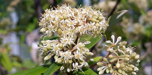 Carrington Falls Pomaderris ​(Pomaderris walshii)