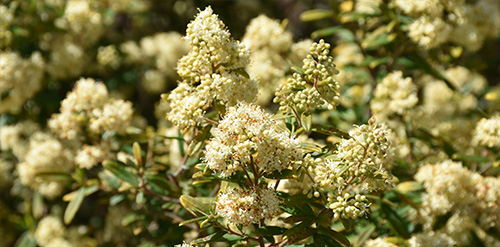 Sublime Point Pomaderris (Pomaderris adnata) 