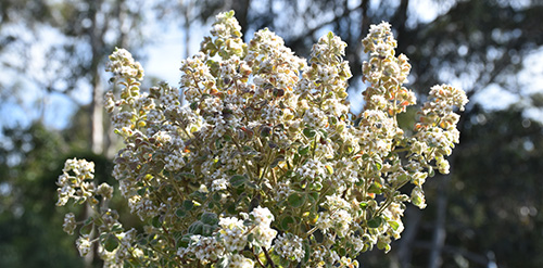 Bomaderry Zieria (Zieria baeuerlenii)