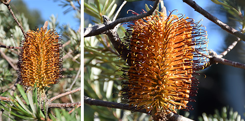 Banksia vincentia