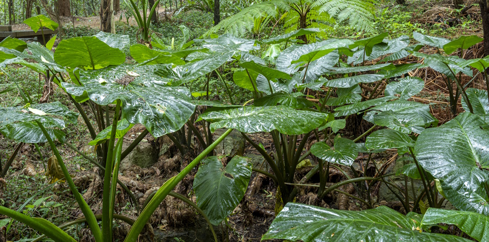 Rainforest plants