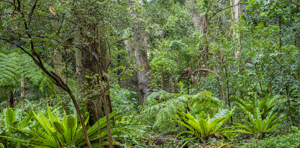 Rainforest plants