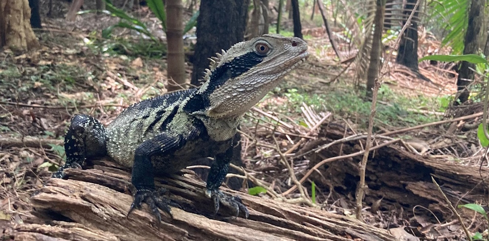 Water Dragon in Rainforest